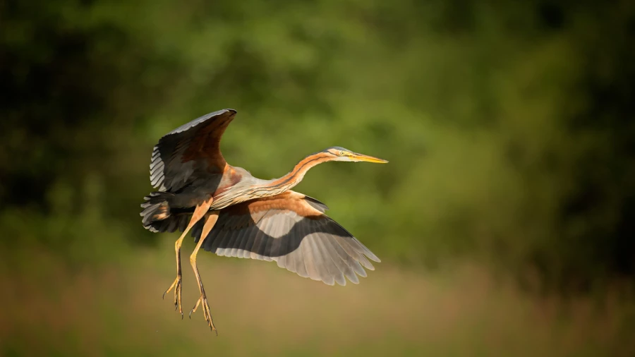 Wildlife photograph in color. Wildlife photograph in color.