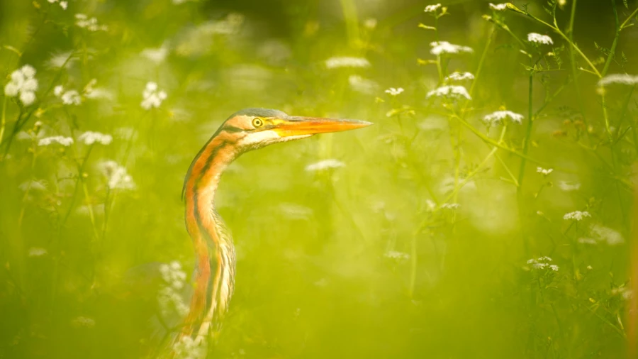 Wildlife photograph in color. Wildlife photograph in color.