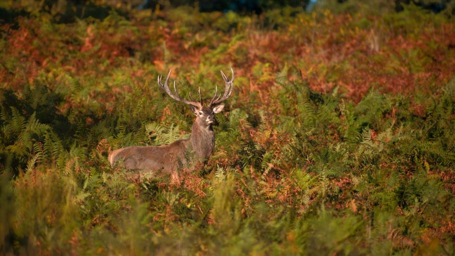 Wildlife photograph in color. Wildlife photograph in color.