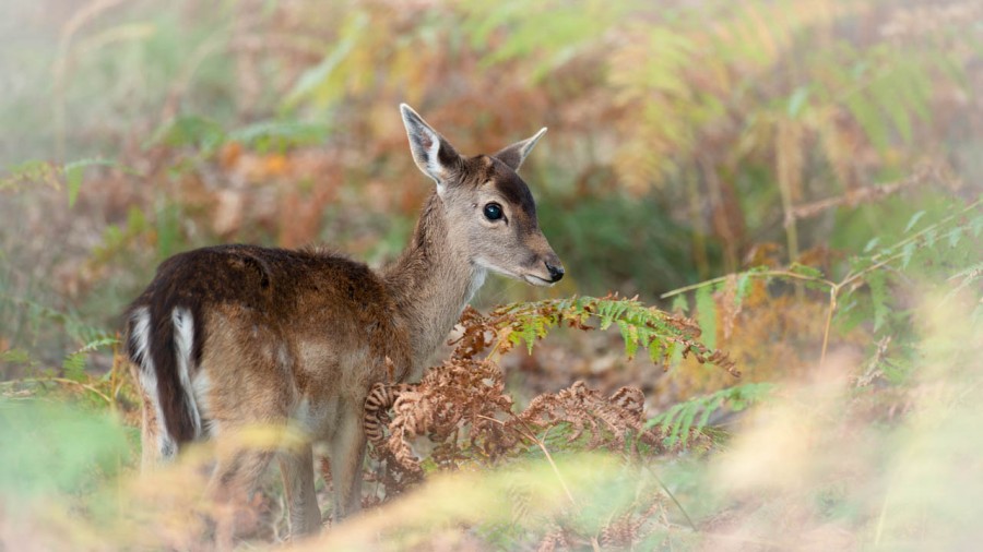 Wildlife photograph in color. Wildlife photograph in color.