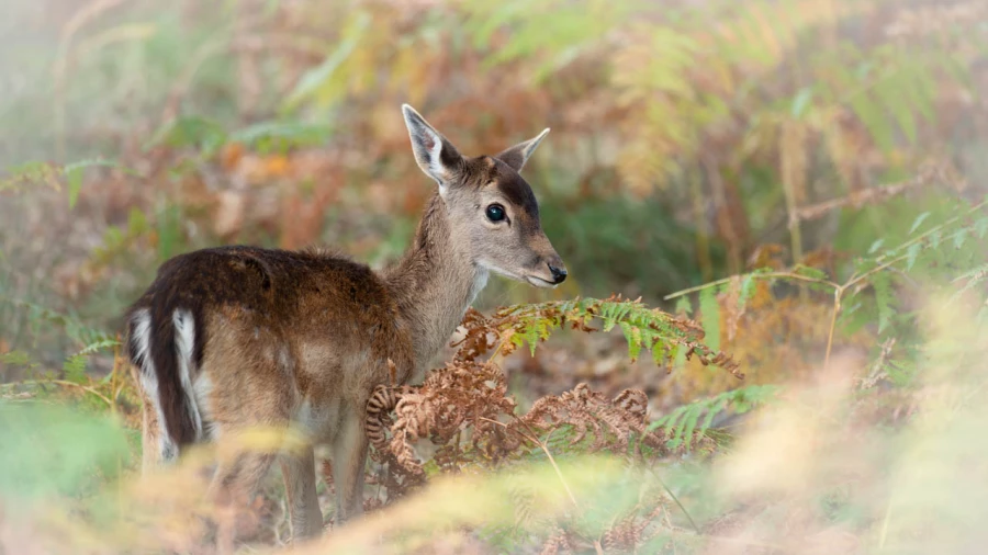 Wildlife photograph in color. Wildlife photograph in color.