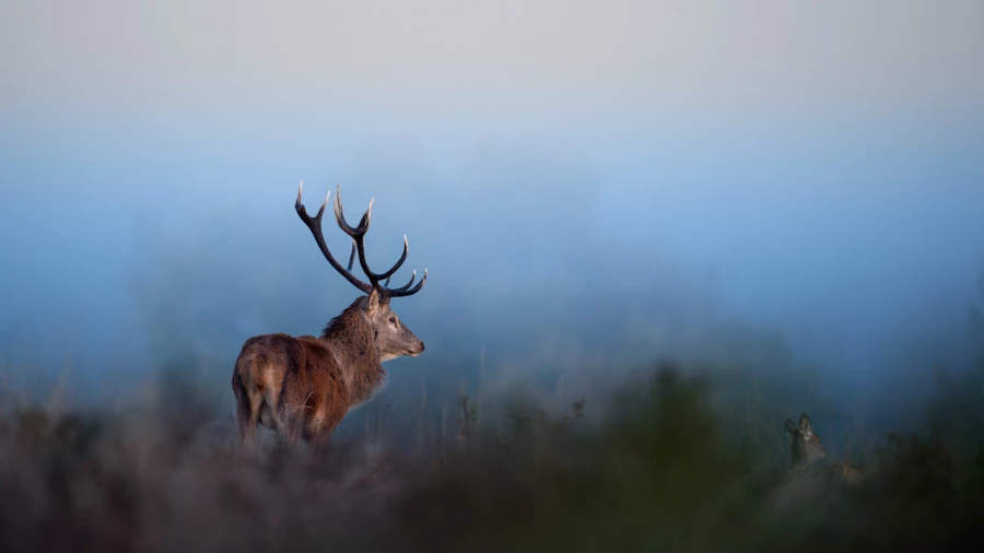 Wildlife photograph in color. Wildlife photograph in color.