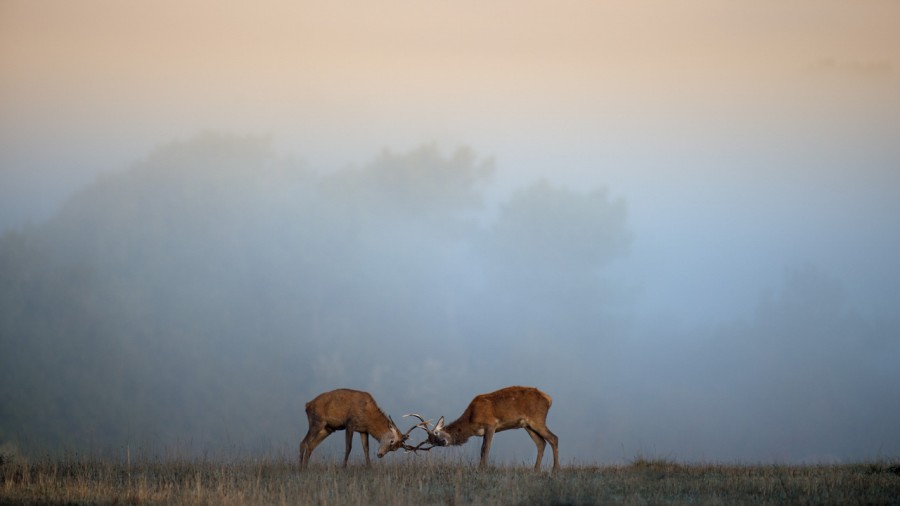 Wildlife photograph in color. Wildlife photograph in color.