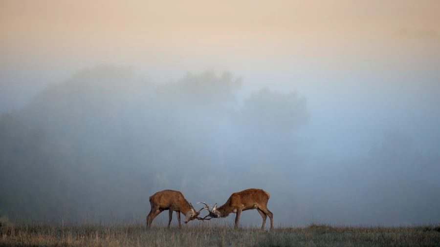 Wildlife photograph in color. Wildlife photograph in color.