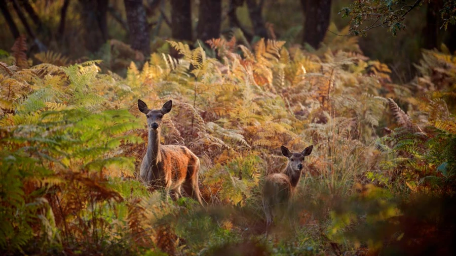 Wildlife photograph in color. Wildlife photograph in color.