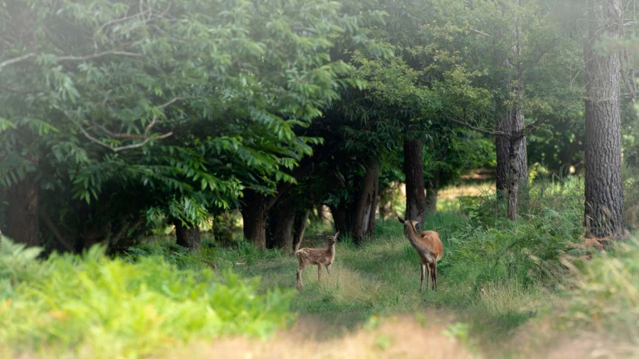 Wildlife photograph in color. Wildlife photograph in color.