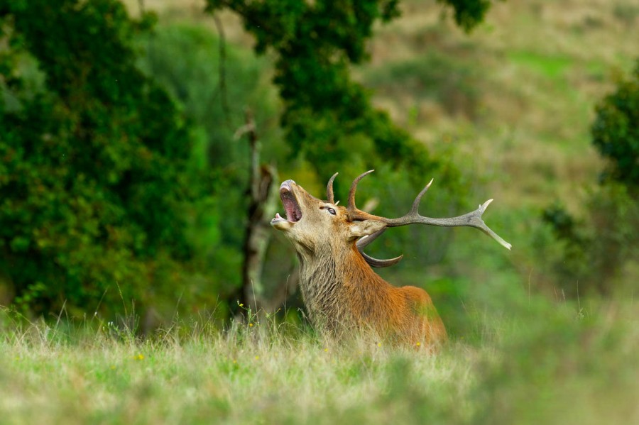 Wildlife Photo workshop bugle of the deer in France with Amar Gu Wildlife Photo workshop bugle of the deer in France with Amar Gu