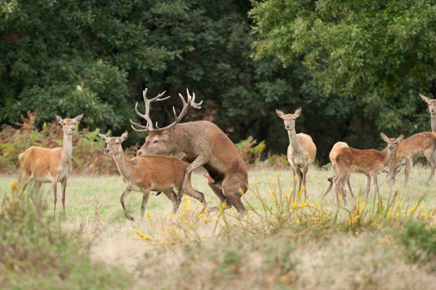 Wildlife Photo workshop bugle of the deer in France with Amar Gu Wildlife Photo workshop bugle of the deer in France with Amar Gu