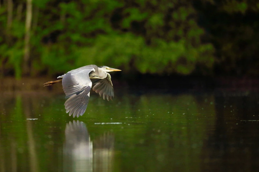Photos des stagiaires pendant des stages de photo animalière av Photos des stagiaires pendant des stages de photo animalière av