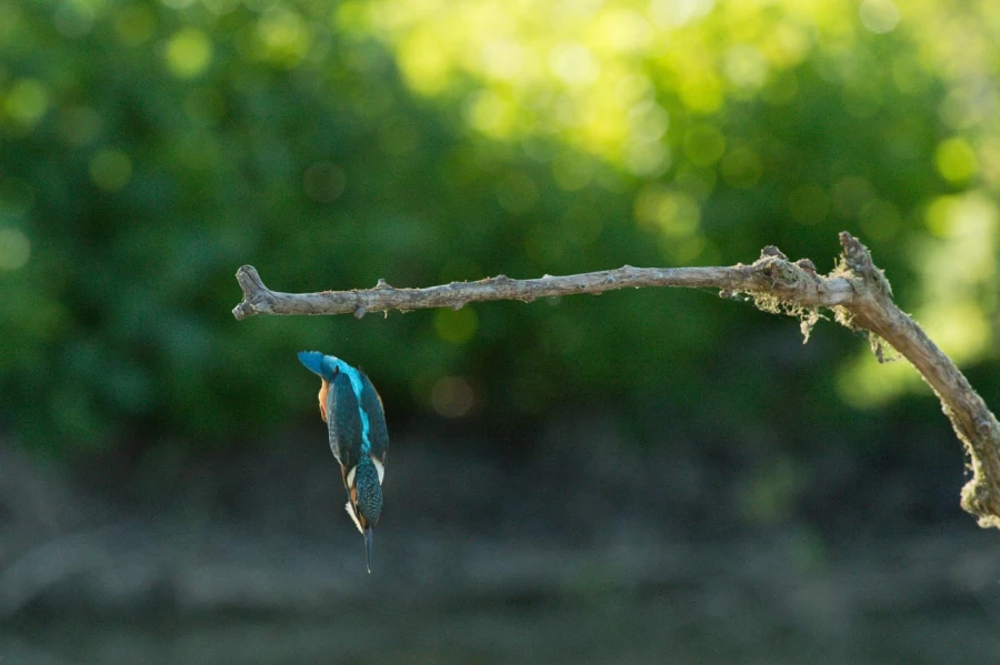 Photos des stagiaires pendant des stages de photo animalière av Photos des stagiaires pendant des stages de photo animalière av