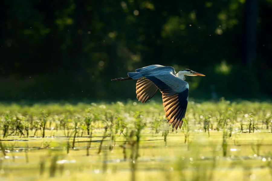 Photos des stagiaires pendant des stages de photo animalière av Photos des stagiaires pendant des stages de photo animalière av