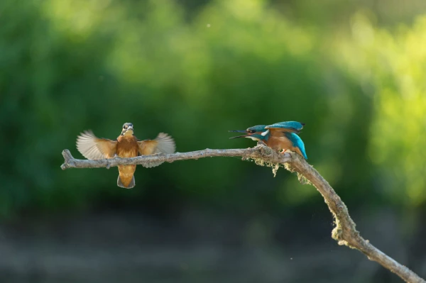 Photos des stagiaires pendant des stages de photo animalière av Photos des stagiaires pendant des stages de photo animalière av