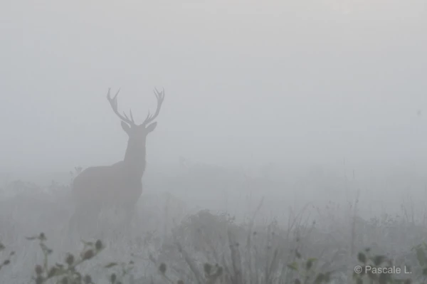Photos des stagiaires pendant des stages de photo animalière av Photos des stagiaires pendant des stages de photo animalière av