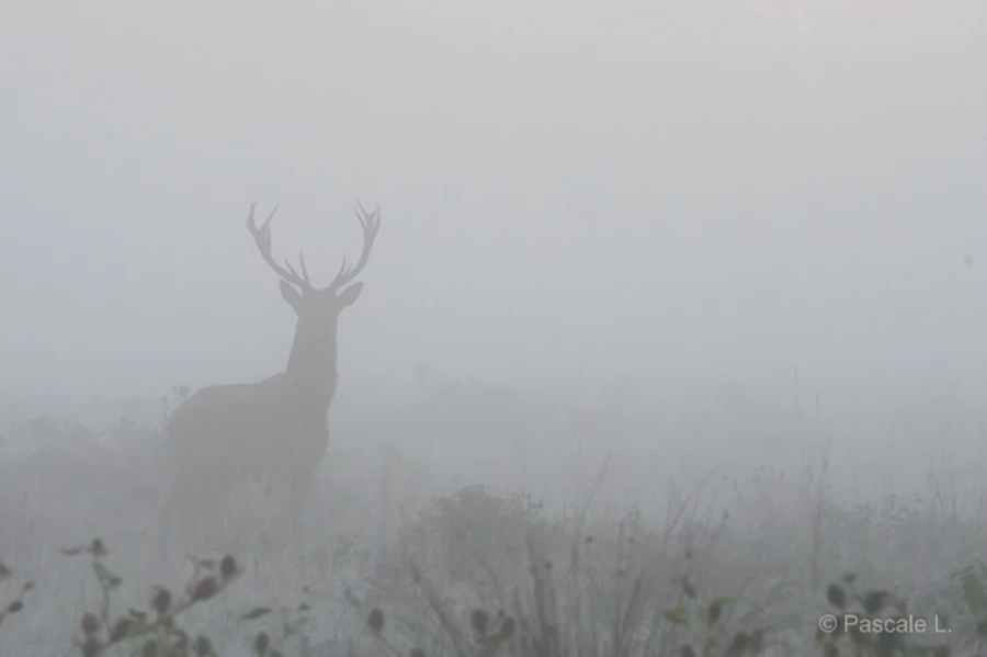 Photos des stagiaires pendant des stages de photo animalière av Photos des stagiaires pendant des stages de photo animalière av