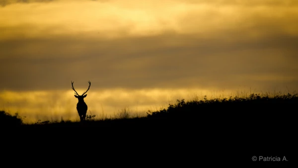 Photos des stagiaires pendant des stages de photo animalière av Photos des stagiaires pendant des stages de photo animalière av
