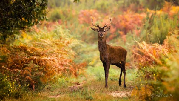 Photos des stagiaires pendant des stages de photo animalière av Photos des stagiaires pendant des stages de photo animalière av