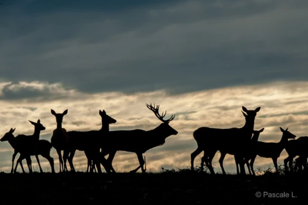 Photos des stagiaires pendant des stages de photo animalière av Photos des stagiaires pendant des stages de photo animalière av