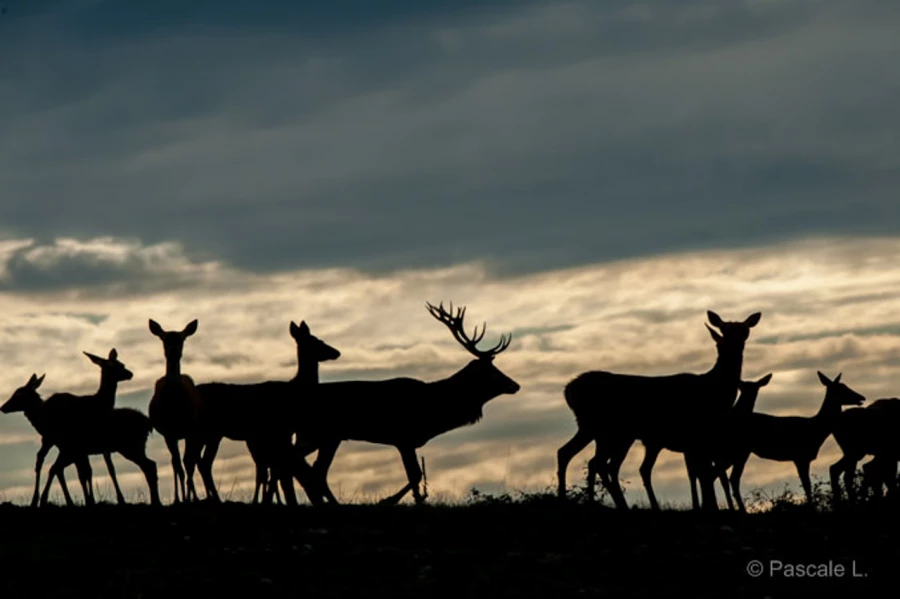Photos des stagiaires pendant des stages de photo animalière av Photos des stagiaires pendant des stages de photo animalière av