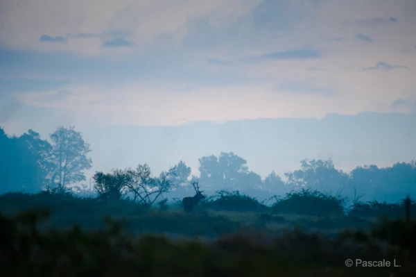Photos des stagiaires pendant des stages de photo animalière av Photos des stagiaires pendant des stages de photo animalière av