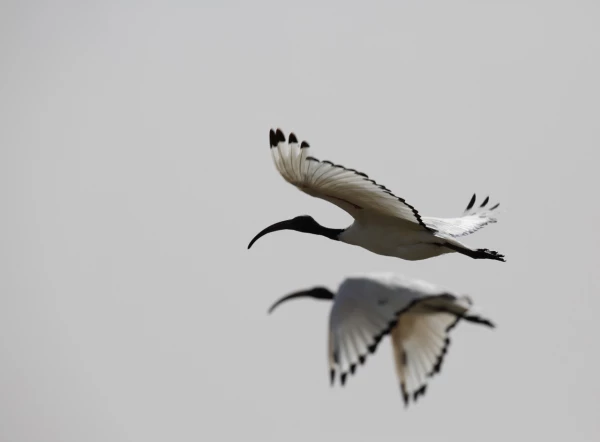 Photos des stagiaires pendant des stages de photo animalière av Photos des stagiaires pendant des stages de photo animalière av
