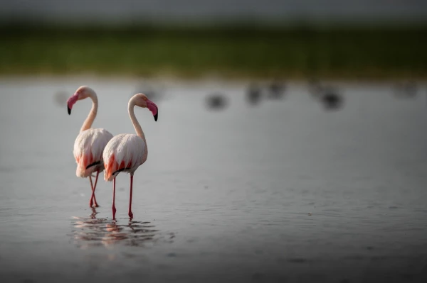 Photos des stagiaires pendant des stages de photo animalière av Photos des stagiaires pendant des stages de photo animalière av