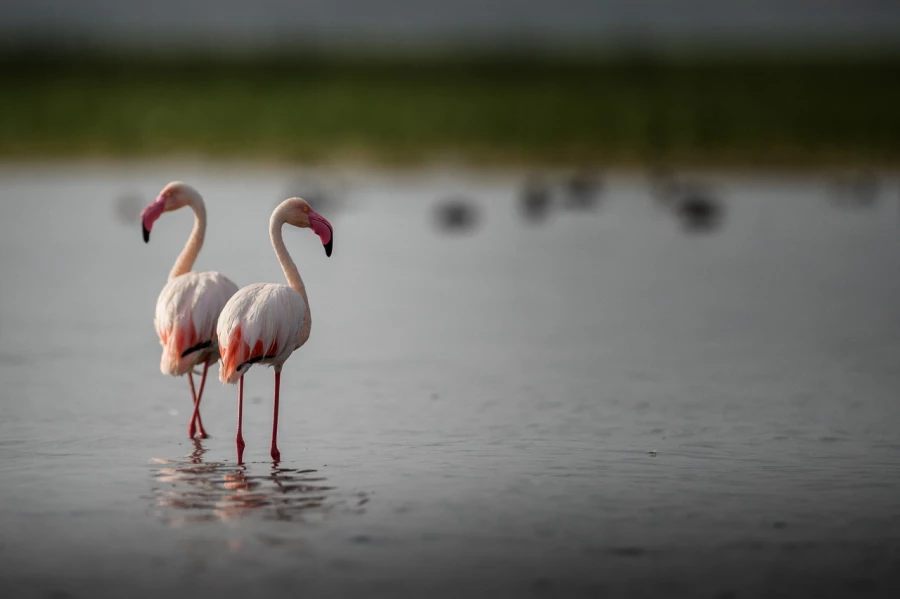 Photos des stagiaires pendant des stages de photo animalière av Photos des stagiaires pendant des stages de photo animalière av