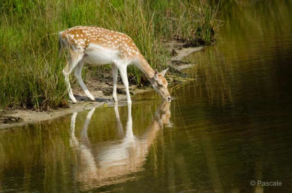 Photos des stagiaires pendant des stages de photo animalière av Photos des stagiaires pendant des stages de photo animalière av