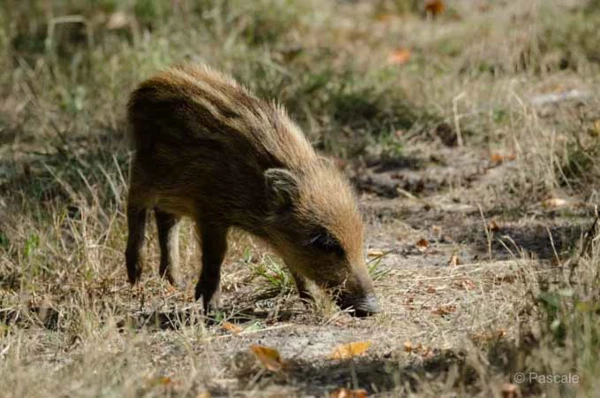 Photos des stagiaires pendant des stages de photo animalière av Photos des stagiaires pendant des stages de photo animalière av