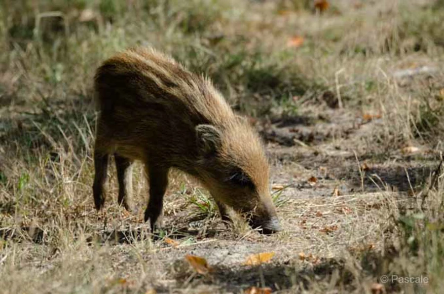 Photos des stagiaires pendant des stages de photo animalière av Photos des stagiaires pendant des stages de photo animalière av