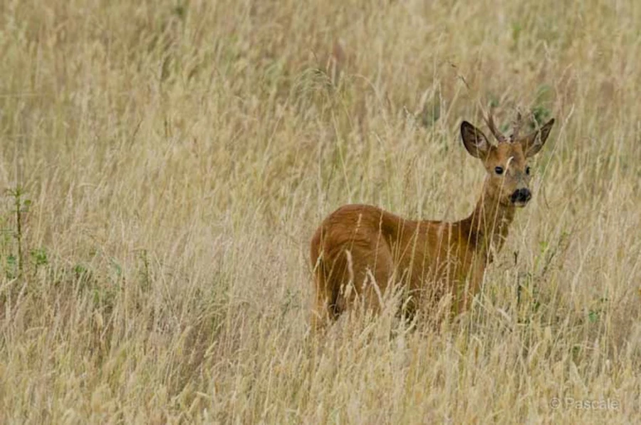 Photos des stagiaires pendant des stages de photo animalière av Photos des stagiaires pendant des stages de photo animalière av