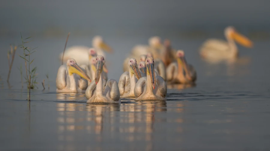 Photos des stagiaires pendant des stages de photo animalière av Photos des stagiaires pendant des stages de photo animalière av