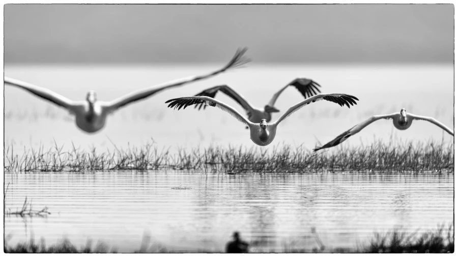 Photos des stagiaires pendant des stages de photo animalière av Photos des stagiaires pendant des stages de photo animalière av