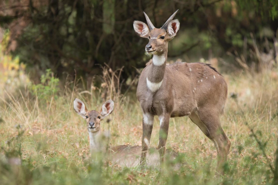 Photos des stagiaires pendant des stages de photo animalière av Photos des stagiaires pendant des stages de photo animalière av
