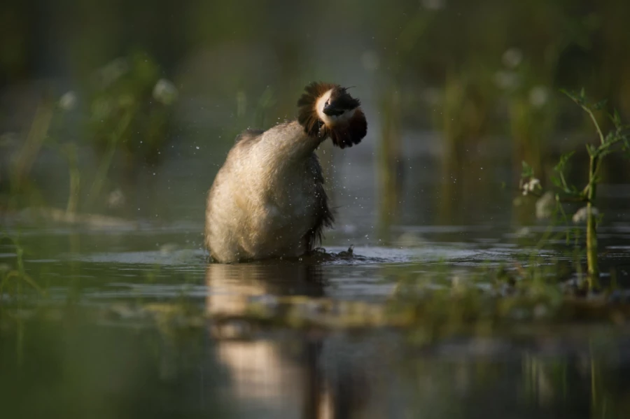 Photos des stagiaires pendant des stages de photo animalière av Photos des stagiaires pendant des stages de photo animalière av