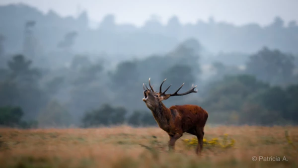 Photos des stagiaires pendant des stages de photo animalière av Photos des stagiaires pendant des stages de photo animalière av