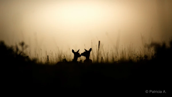 Photos des stagiaires pendant des stages de photo animalière av Photos des stagiaires pendant des stages de photo animalière av
