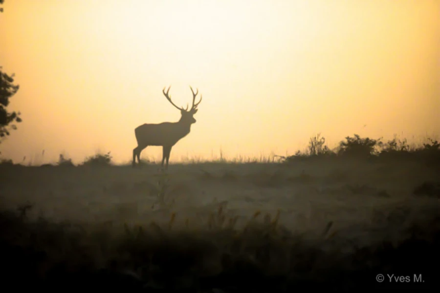 Photos des stagiaires pendant des stages de photo animalière av Photos des stagiaires pendant des stages de photo animalière av