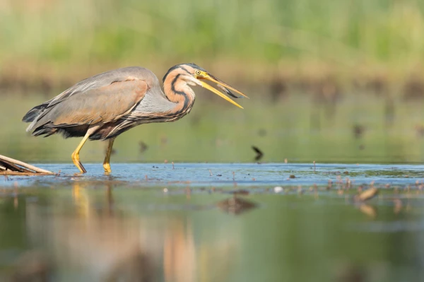 Photos des stagiaires pendant des stages de photo animalière av Photos des stagiaires pendant des stages de photo animalière av