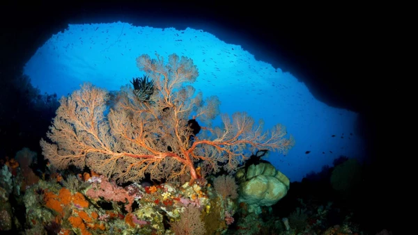 Photos des stagiaires pendant des stages de photo sous-marine av Photos des stagiaires pendant des stages de photo sous-marine av