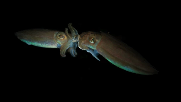 Photos des stagiaires pendant des stages de photo sous-marine av Photos des stagiaires pendant des stages de photo sous-marine av