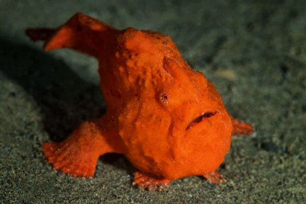 Photos des stagiaires pendant des stages de photo sous-marine av Photos des stagiaires pendant des stages de photo sous-marine av