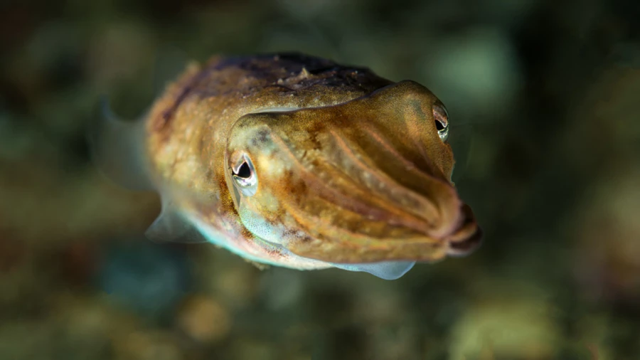Photos des stagiaires pendant des stages de photo sous-marine av Photos des stagiaires pendant des stages de photo sous-marine av