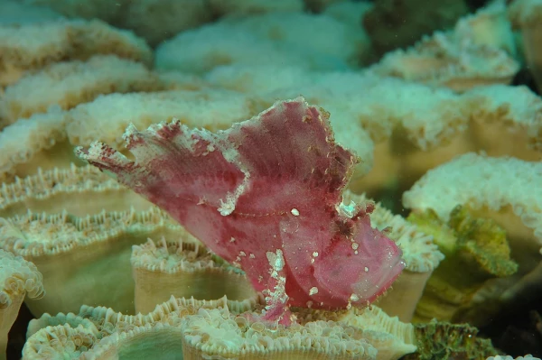Photos des stagiaires pendant des stages de photo sous-marine av Photos des stagiaires pendant des stages de photo sous-marine av