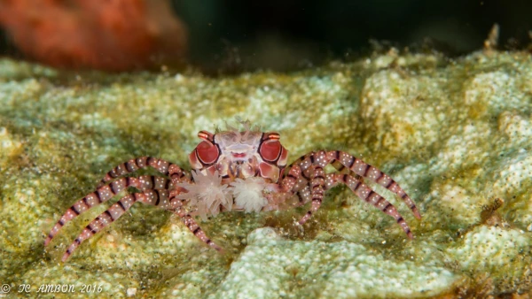 Photos des stagiaires pendant des stages de photo sous-marine av Photos des stagiaires pendant des stages de photo sous-marine av