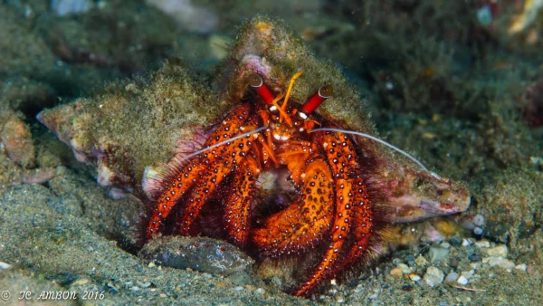 Photos des stagiaires pendant des stages de photo sous-marine av Photos des stagiaires pendant des stages de photo sous-marine av
