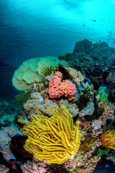 Photos des stagiaires pendant des stages de photo sous-marine av Photos des stagiaires pendant des stages de photo sous-marine av