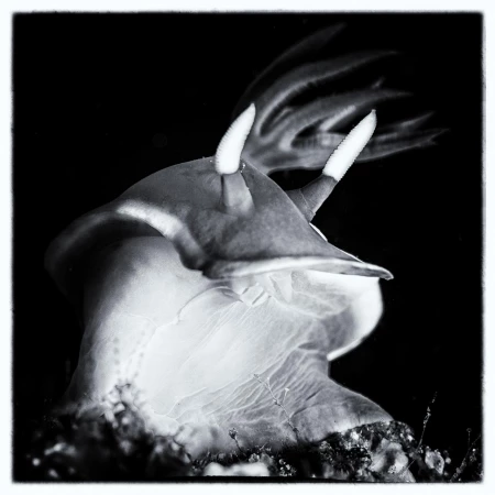 Photos des stagiaires pendant des stages de photo sous-marine av Photos des stagiaires pendant des stages de photo sous-marine av