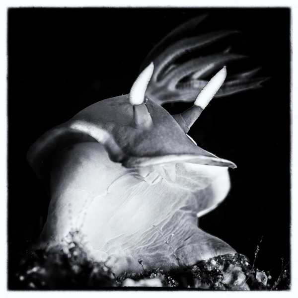 Photos des stagiaires pendant des stages de photo sous-marine av Photos des stagiaires pendant des stages de photo sous-marine av