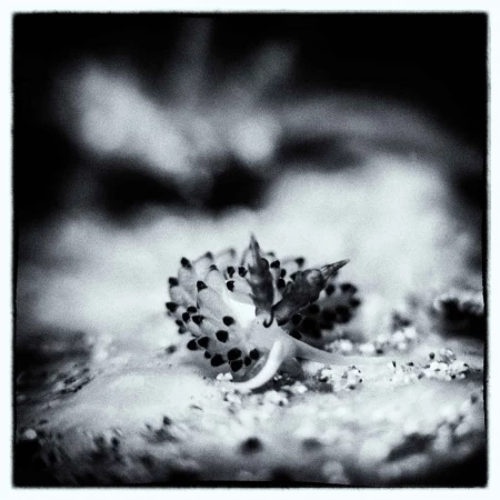 Photos des stagiaires pendant des stages de photo sous-marine av Photos des stagiaires pendant des stages de photo sous-marine av