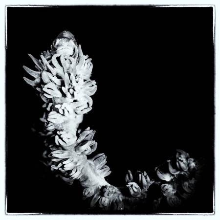 Photos des stagiaires pendant des stages de photo sous-marine av Photos des stagiaires pendant des stages de photo sous-marine av